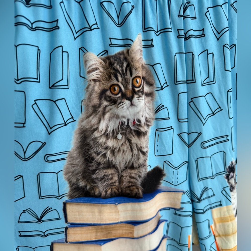 Brief Insanity Kitty & Books Print Lounge Pants ~ XXL ~ Librarian Cat Lover? - Picture 2 of 8